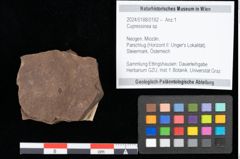 Foto (Objekt + Etikett) von Cupressinea sp. (NHMW-GEO-2024-0188-0192)